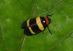Sphenorhina