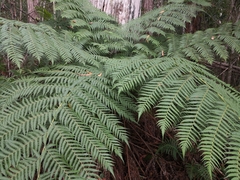 Cyathea australis