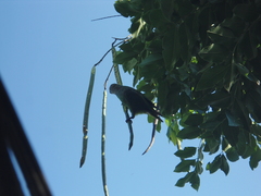 Poicephalus cryptoxanthus