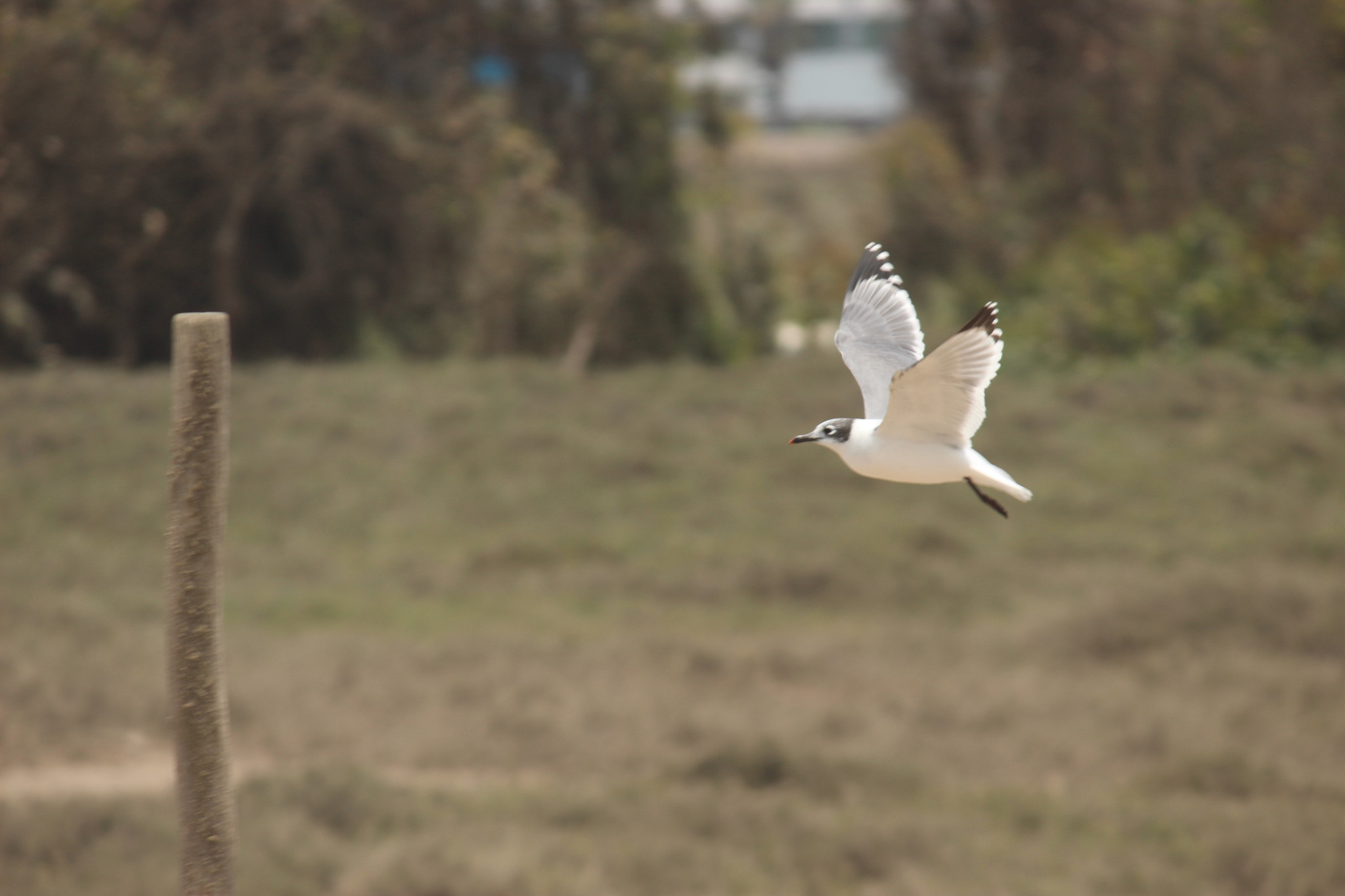 Franklin's Gull