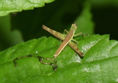 Paramastax annulipes
