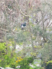 Hemiphaga novaeseelandiae