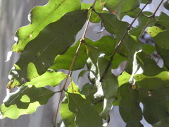 Syzygium anisatum
