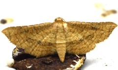 Hypolamprus