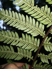 Alsophila leichhardtiana