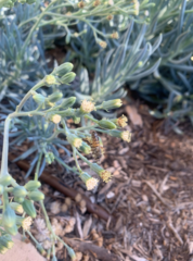 Apis mellifera