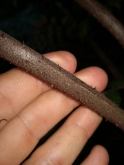 Alsophila leichhardtiana