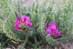 Oxytropis microphylla