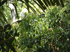 Syzygium anisatum