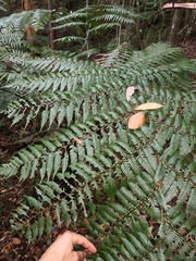 Alsophila leichhardtiana
