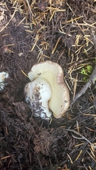 Suillus punctatipes