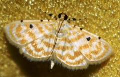 Notarcha aurolinealis