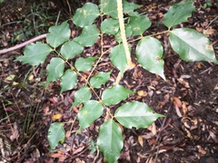 Archidendron grandiflorum