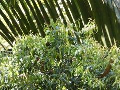 Syzygium anisatum