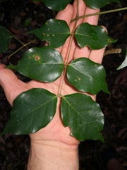 Archidendron grandiflorum