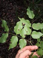 Archidendron grandiflorum