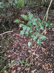 Archidendron grandiflorum