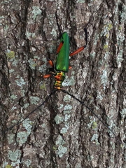 Plinthocoelium suaveolens