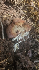 Suillus punctatipes