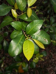 Croton verreauxii