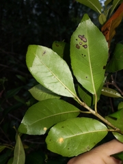 Croton verreauxii