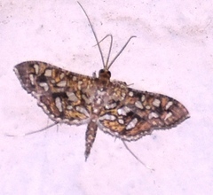 Nausinoe