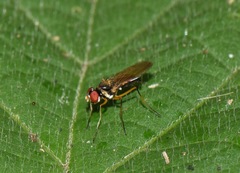 Tanypezidae