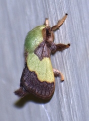 Aergina hilaris