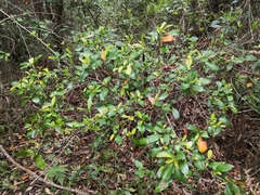 Croton verreauxii