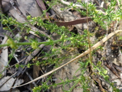 Galium gaudichaudii