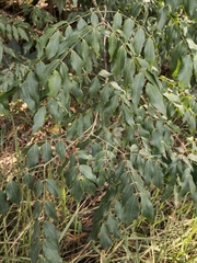 Archidendron grandiflorum