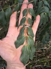 Archidendron grandiflorum