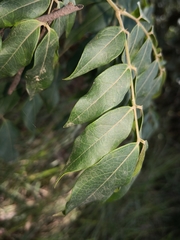 Archidendron grandiflorum