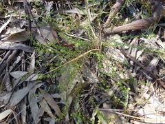 Galium gaudichaudii