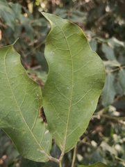 Archidendron grandiflorum