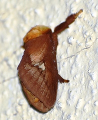 Miresa albipuncta