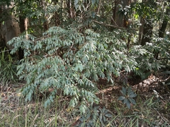 Archidendron grandiflorum