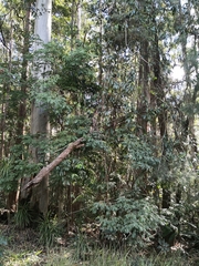 Archidendron grandiflorum