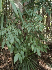 Archidendron grandiflorum