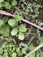 Adiantum capillus-junonis