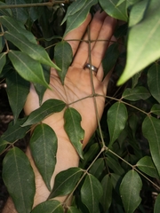 Archidendron grandiflorum