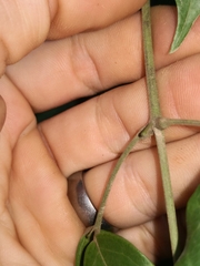 Archidendron grandiflorum