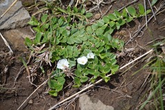 Evolvulus prostratus