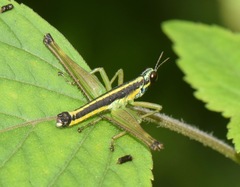 Paramastax annulipes