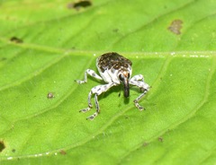 Peridinetus ecuadoricus