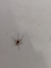 Steatoda triangulosa