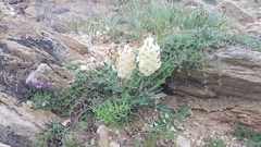 Astragalus lupulinus