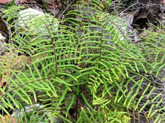 Gleichenia dicarpa