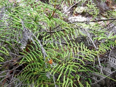 Gleichenia dicarpa