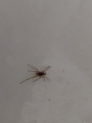 Steatoda triangulosa